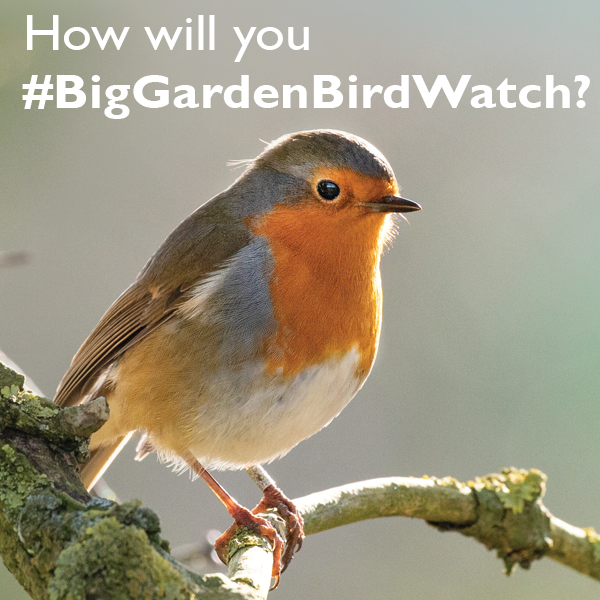 How will you #biggardenbirdwatch?